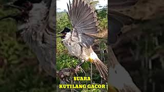 Download lagu SUARA BURUNG KUTILANG GACOR mp3
