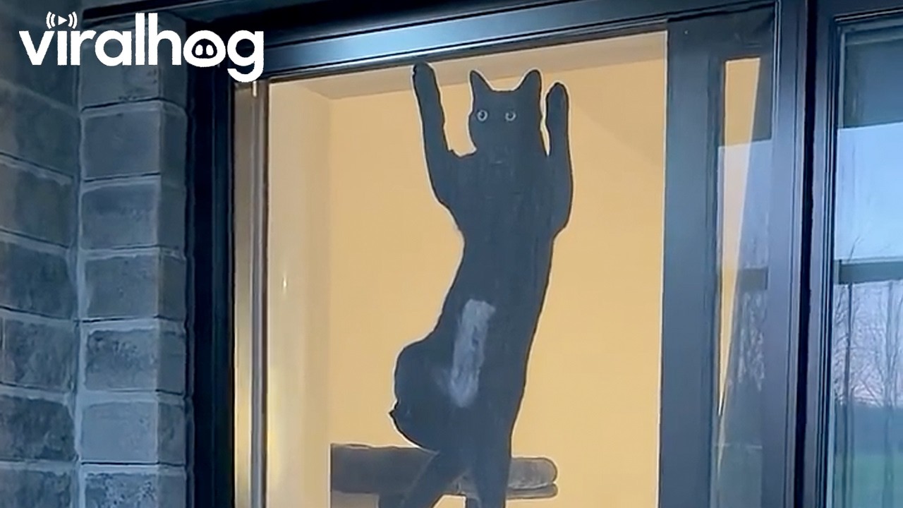 Cat Climbing on a Screen Door || ViralHog