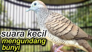 Download lagu perkutut lokal gacor suara kecil mengundang bunyi mp3 Download lagu perkutut lokal gacor suara kecil mengundang bunyi mp3