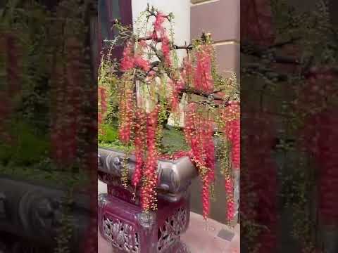 SH.6271. Các bác định giá cho em cây Lộc Vừng này đáng giá bao nhiêu tiền nhé.