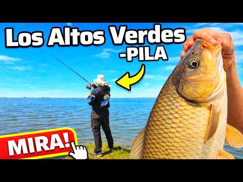 🎣 ¡CARPAS GIGANTES en Los Altos Verdes (Pila)! Mirá lo que salió, pesca y mas aventuras mjpesca