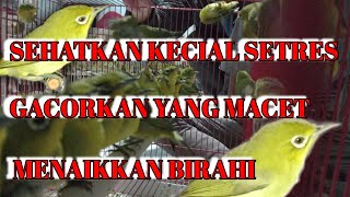 Download lagu Ciak ciak gebokan bikin kecial lain sehat dan gacor mp3 Download lagu Ciak ciak gebokan bikin kecial lain sehat dan gacor mp3
