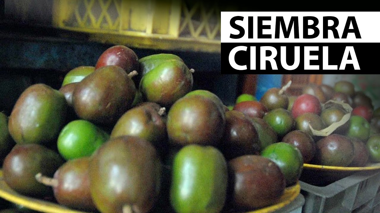 Momento para sembrar tu arbol de CIRUELA | Tu Profe TV