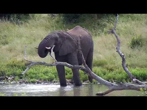 Djuma: Elephant herd now feeding and moving off-Pt:3 - 10:09 - 04/19/20
