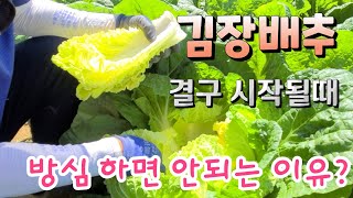 김장배추 속 찰때 방심 하면 안되는 이유 ? 김장배추 결구
