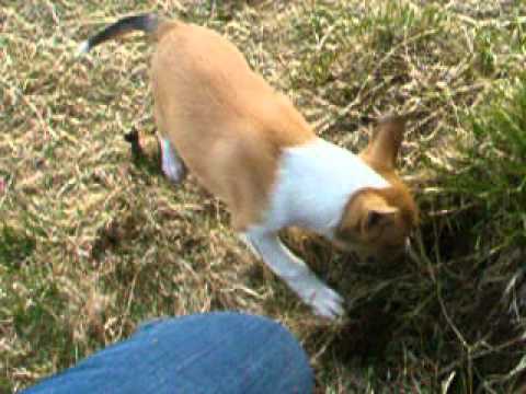 Puppies at Thara Collies