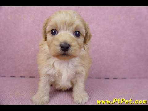 12/10馬爾泰迪公幼犬4號