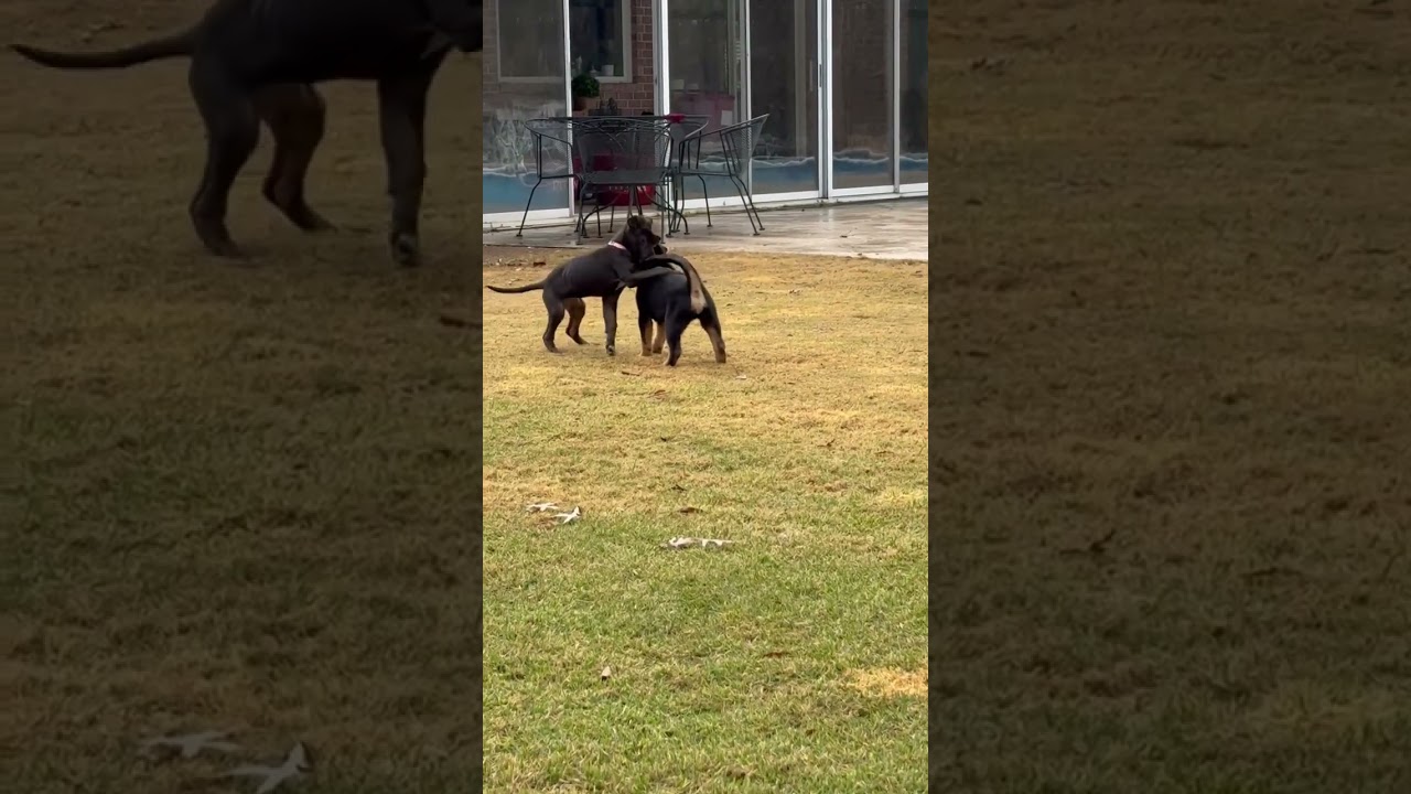 Willa, a Adoptable mixed breed in Park Forest, IL video 6/6