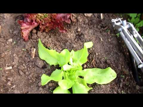 Endlich Frühling Garten und Hühner