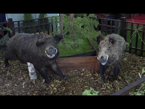 2021.09.19. - Mezőgazdaság, vadászat, halászat – minden egy helyen Újvidéken