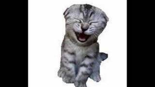The Laughing Cat