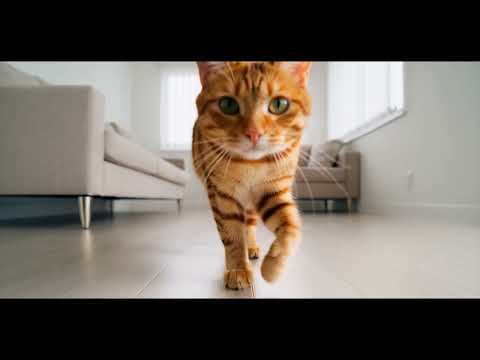3D cat Walking video