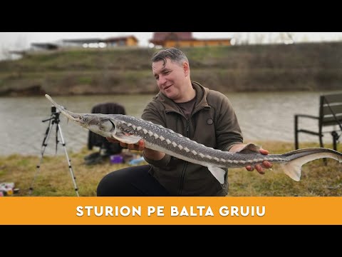 Pescuit la method feeder dupa sturion pe Balta Gruiu