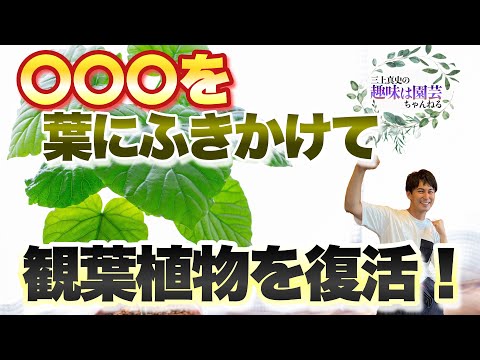 トマトとピーマンのエプソムソルトガーデンが果物と野菜の風味を引き立てます