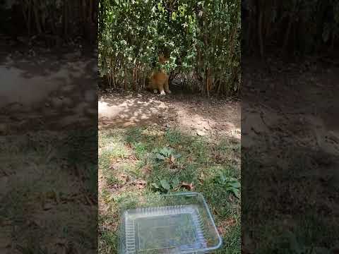 Shy and beautiful Ginger kitten and calico momcat/Feeding cute cats/cute baby kittens#shorts