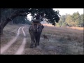 Tiger Attacking Elephant At Bandhavgarh National Park