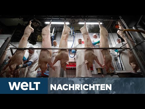 CORONA-NOTBREMSE: Heftige Covid-19-Ausbrüche in mehreren Schlachthöfen in Deutschland