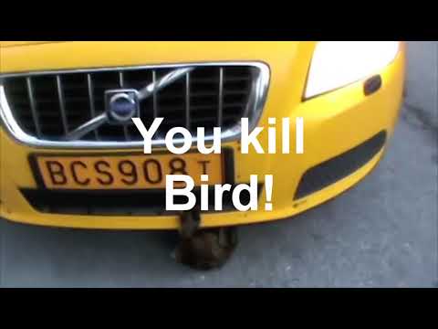 Fågelturken   English Lyrics