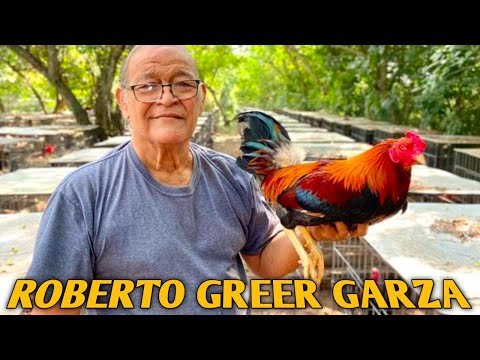 Yellow leg hatch Brownred Grey - ROBERTO GREER GARZA