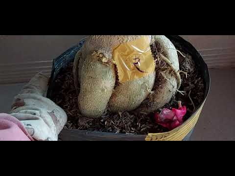 đã bán 🥰sứ ghép nhiều bo) (300k/cặp) 6/3/21lh 0342806294