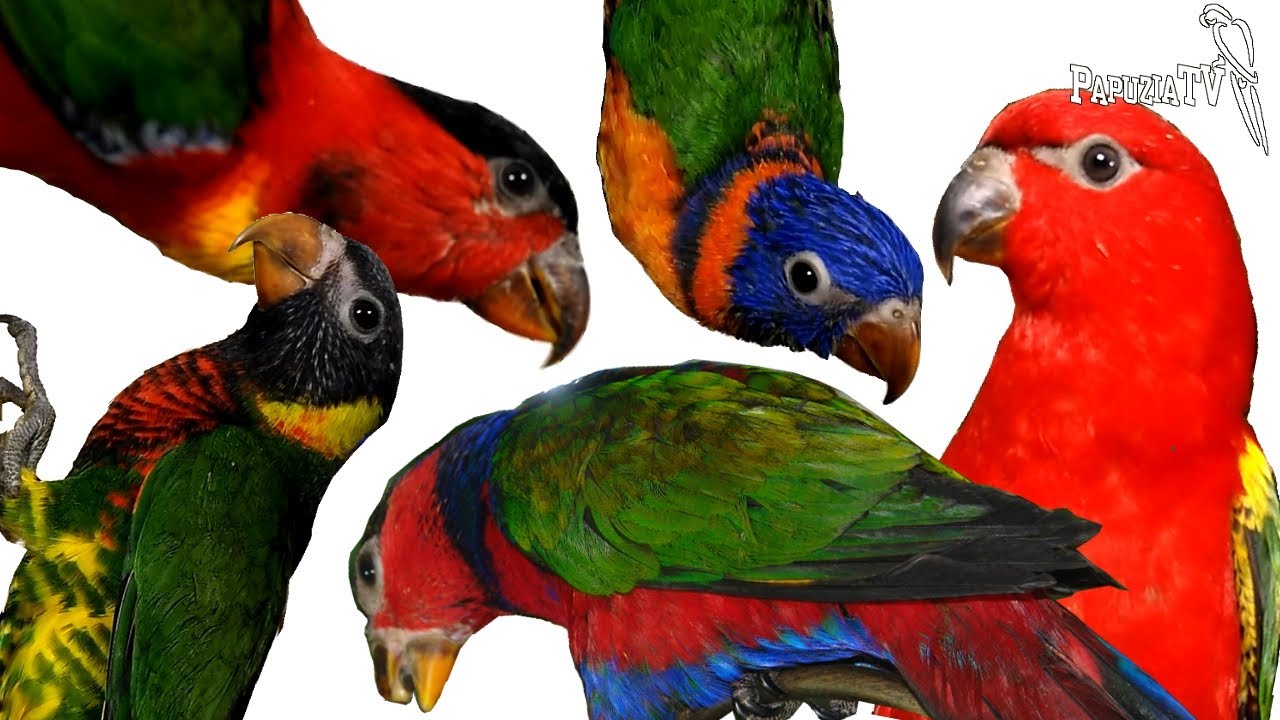 Fabulously Colourful Lories and Lorikeets