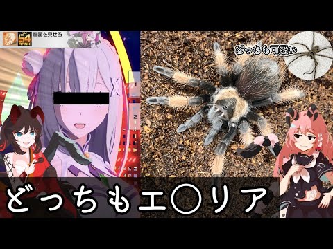 ブラキペルマについて詳しく解説