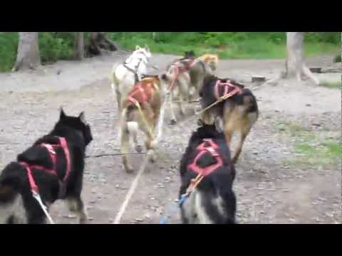 Corrida de trenó puxado por cães Iditarod Trail na sede