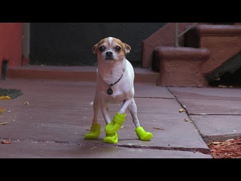 top Funny Pets Wearing Shoes videos