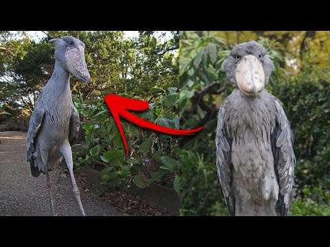 Çok Nadir Görülen 5 Vahşi Hayvan