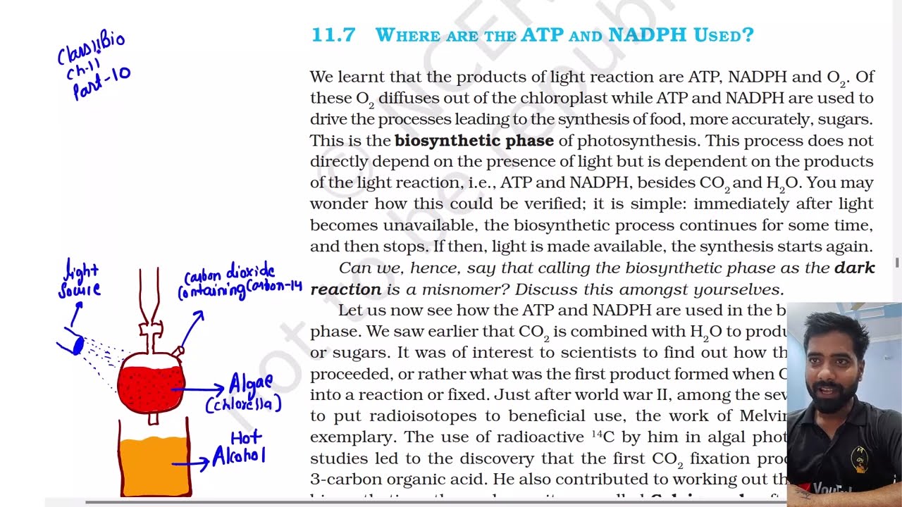 Part 10, Where are ATP and NADPH Used, Class 11th Biology Ncert lines Photosynthesis in higher plant