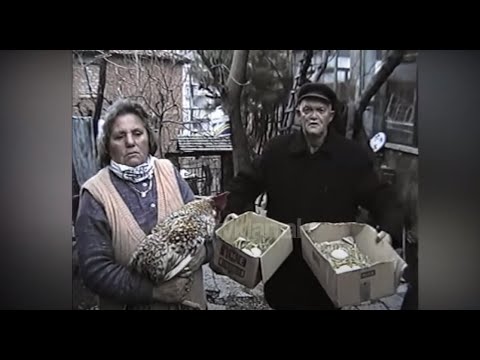 Ngjarje e pazakontë në Librazhd,  gjeli i veterinerit bën vezë (31  Janar 2004)