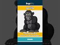 gorilla - A large, strong ape that li... video thumbnail
