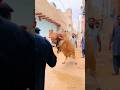 Qurbani 2024 ️ Emotional Moments Bakraeidspecial Ytshorts Bakra Cowlover Petlover