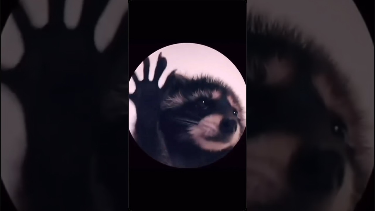 The cutest meme ever 😍🦝 #shorts  #raccoon #pedro