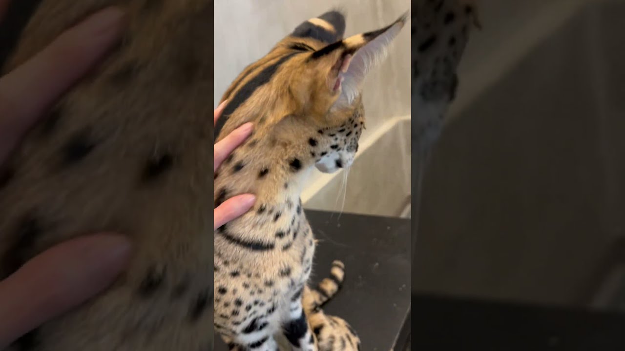 【おはようサーバルシリーズ㊲】