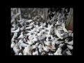 New 2013 Best Clip Iranian Pigeons Kaftar Irani Elizada 5 1 2013