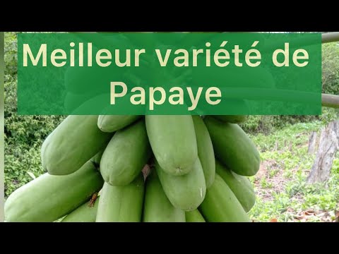 culture de papaye : itinéraire technique de A à Z