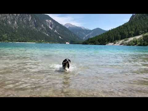 Appenzeller Sennenhund Plansee Tirol (A)
