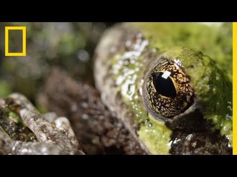 Insolite : la résurrection des grenouilles