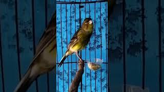 Download lagu KENARI malas bunyi, Terapi untuk kenari masteran canary #canarysingtraining #kanareyka mp3