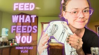 Nourish the Land, Feed the Livestock & Culture the Ferments | Hamakua Homestead Vlog