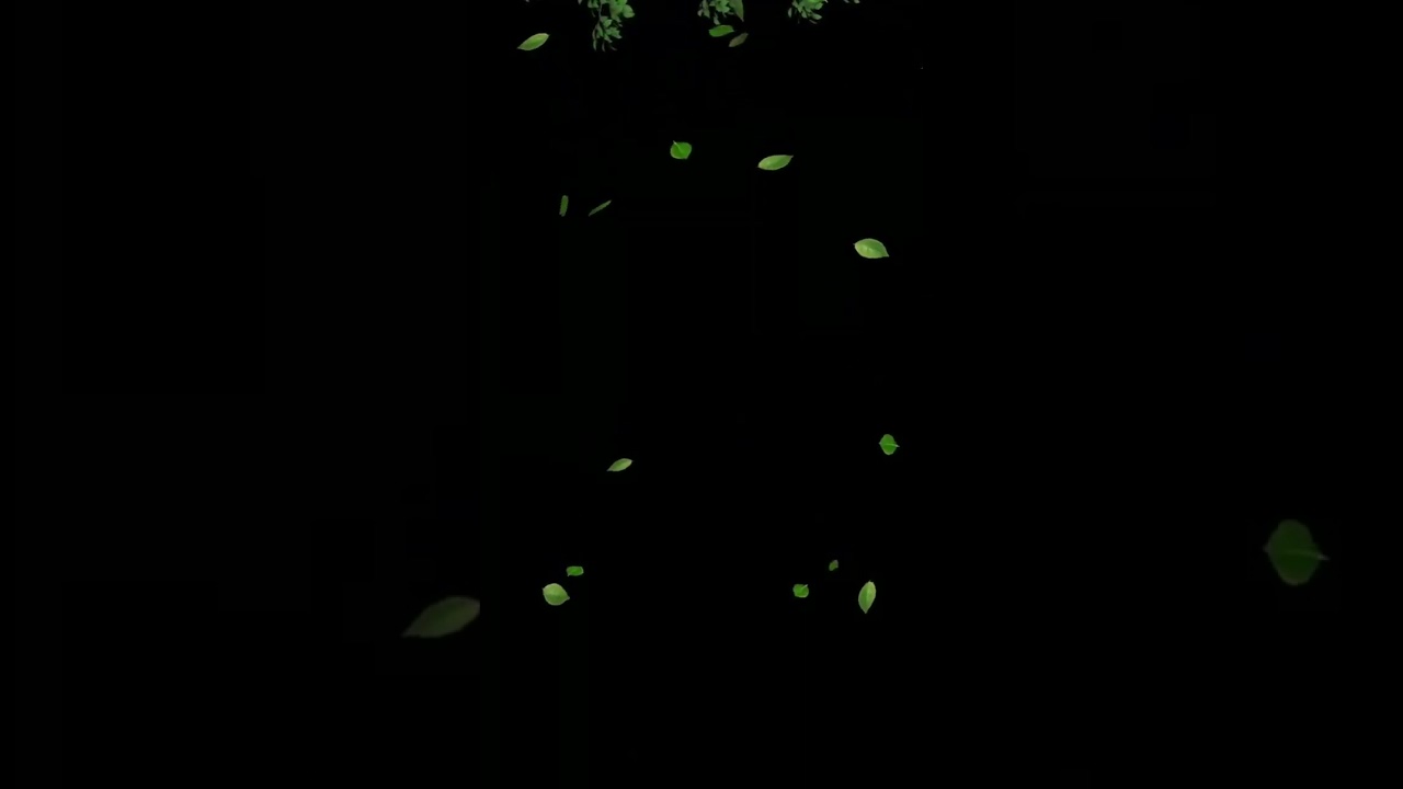 Leaf petals Black screen Overlay for editing #chromakey #blackscreen #explore #kinemaster