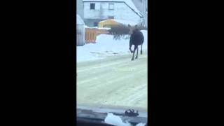 preview picture of video 'Moose out for a stroll in Timmins, Ontario'