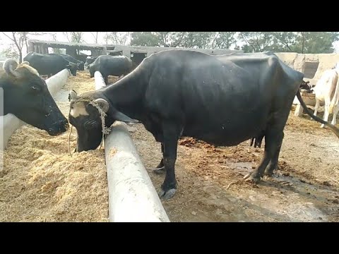 Two Bangladeshi and Some pakistani bufalo early morning eating fresh food | Livestock Discovery 2021