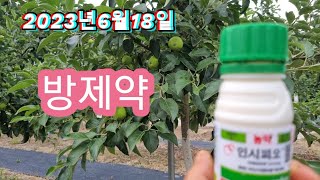 2023년6월18일 사과나무 방제약