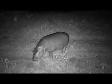Djuma: Lone Hippo feeding on road near the cam tree - 21:20 - 04/15/2023
