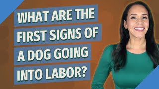 What are the first signs of a dog going into labor?