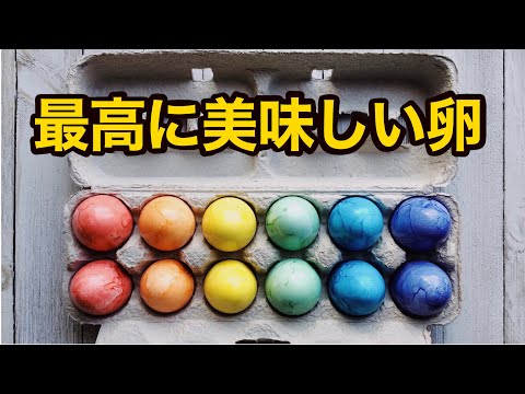 産卵鶏に最適な餌は何ですか?きっとあなたが思っているような人ではありません  庭園