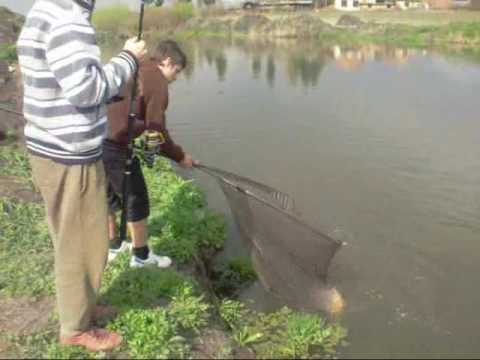 Crap 10 kg Dumbravioara Lacul 2