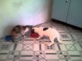 Cadela Comilona Rouba A Comida Da Gata